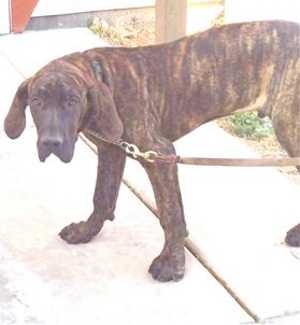 This 8-month-old mastiff-hound mix is in kennel No. 8, ID No. 36410. Photo courtesy of Lake County Animal Care and Control. 8mastiffhound