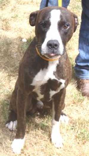 This 2-year-old male boxer mix is in kennel No. 9, ID No. 36409. Photo courtesy of Lake County Animal Care and Control. 9boxermix