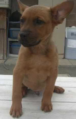 ‘Bo’ is a 3-month-old kelpie mix pup. For more information call the SPCA of Clear Lake, 707-279-1400. bokelpie