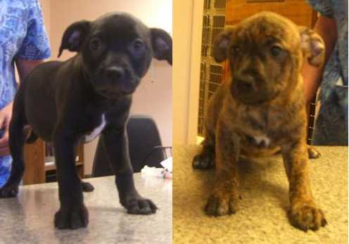 These 10-week-old puppies are needing homes. For more information call the SPCA of Clear Lake, 707-279-1400. brindlemixpups
