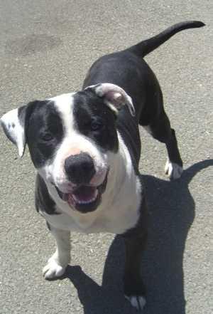 “Bruiser” is a pit bull/mastiff mix available for adoption from Clearlake Animal Care and Control, telephone 707-994-8201, Extension 118. bruiserpit