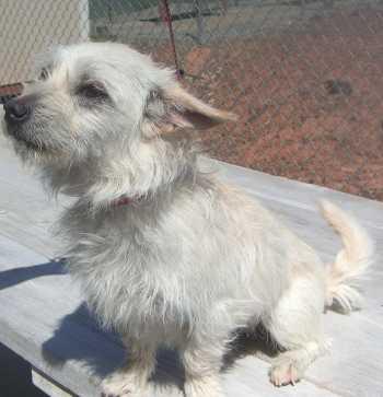 “Comet” is a Cairn/wirehair terrier mix available for adoption at SPCA of Clear Lake, 707-279-1400. cometdog