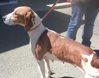 “Ginger” is a hound available for adoption at SPCA of Clear Lake, 707-279-1400. gingerdog