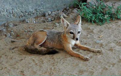 A kit fox. Photo courtesy of the California Department of Fish and Wildlife. kitfox