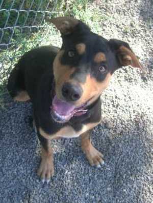 ‘Riley’ is a 4-month-old Rottweiler mix. For more information call the SPCA of Clear Lake, 707-279-1400. rileydog