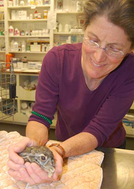 Veterinarian Dr. Susan Cannon of Wasson Memorial Veterinary Clinic in Lakeport, Calif., with one of her small wild charges. Cannon said it’s important for people to leave wildlife alone and not try to rescue baby animals that aren’t actually in danger. Photo by John Lindblom. susancannonbunny