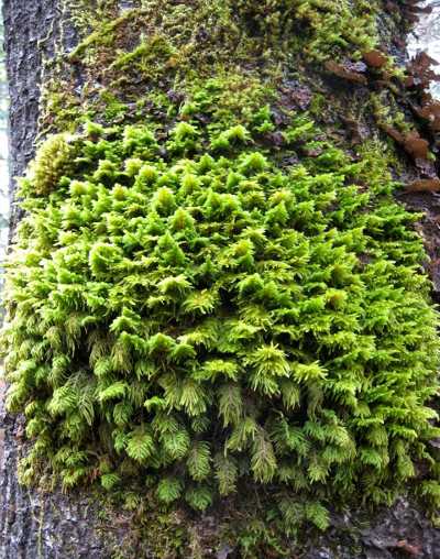 balsamtreemoss