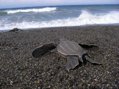 leatherbackturtle