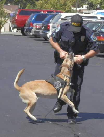 Clearlake Police Officer Elvis Cook and his K9 partner “Max” put on a demonstration for children at a special event at Tatonka Land Mini Golf in Clearlake, Calif., on Saturday, September 14, 2013. Photo by Denise Rockenstein. 091413cookmax