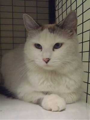 This 1-year-old male lynx point mix is in cat room kennel No. 19, ID No. 37517. Photo courtesy of Lake County Animal Care and Control. 19lynxpoint