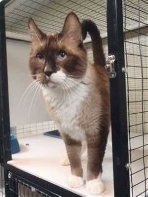 This 6-year-old male domestic short hair mix is in cat room kennel No. 28, ID No. 37760. Photo courtesy of Lake County Animal Care and Control. 28sealpointmix