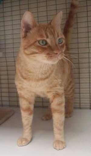 This 3-year-old male orange tabby is in cat room kennel No. 79, ID No. 37624. Photo courtesy of Lake County Animal Care and Control. 79orangetabby