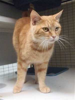 This 4-year-old male orange tabby is in cat room kennel No. 7, ID No. 37700. Photo courtesy of Lake County Animal Care and Control. 7orangetabby