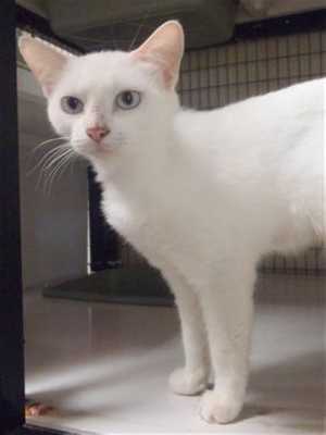 This 2-year-old female Siamese mix is in cat room kennel No. 90, ID No. 37619. Photo courtesy of Lake County Animal Care and Control. 90whiteflamepoint