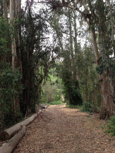 A section of old Highway 101/El Camino Real outside Guadalupe, Calif. Photo by Bill Morgan. billmorgan0777