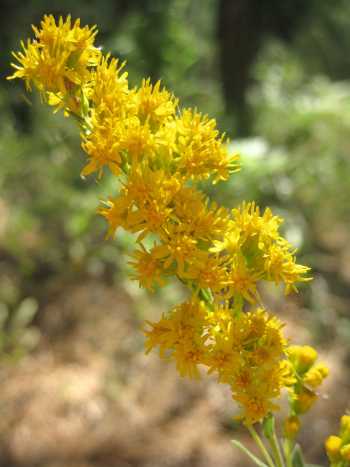 californiagoldenrod