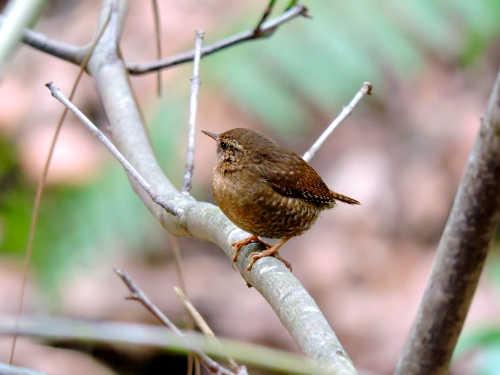 031414pacificwren