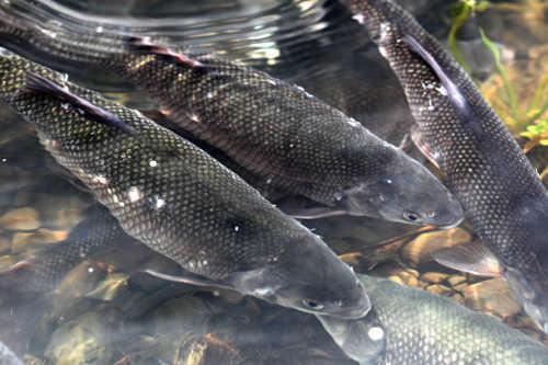 040212clearlakehitch