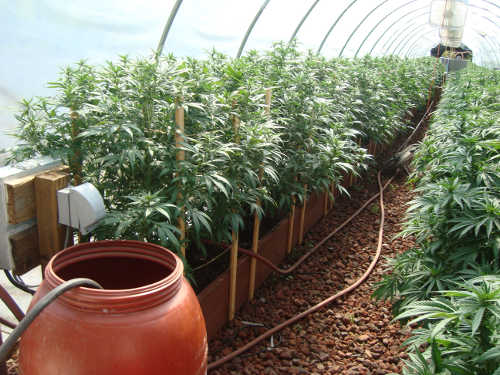 Lake County Sheriff's detectives found marijuana plants during the service of two search warrants on Tuesday, April 15, 2014. Lake County Sheriff's Office photo. 041514potbust