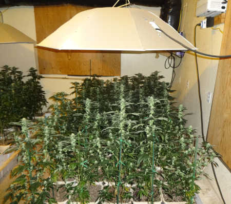 Lake County Sheriff's narcotics detectives discovered and eradicated 236 marijuana plants in a residence owned by Alan James Estrada, 65, of Kelseyville, Calif., on Friday, May 23, 2014. Lake County Sheriff's Office photo. 052314estradapotgrow