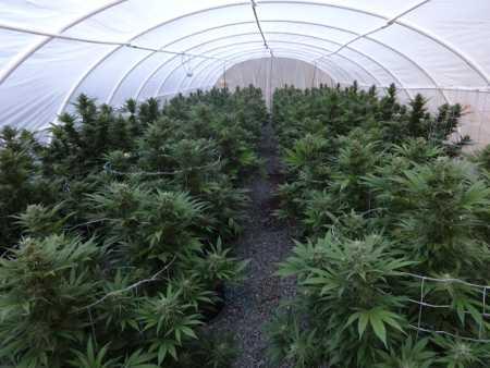 Narcotics detectives eradicated a total of 112 marijuana plants at a property in the 14000 block of Elk Mountain Road in Upper Lake, Calif., on Thursday, May 29, 2014. Lake County Sheriff's Office photo. 052914mccluskeyplants