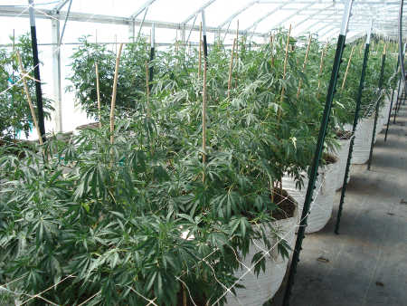 A greenhouse filled with marijuana plants that were eradicated by Lake County Sheriff’s Narcotics Task Force detectives in Upper Lake, Calif., on Monday, June 23, 2014. Lake County Sheriff's Office photo. 062314ulpotplants