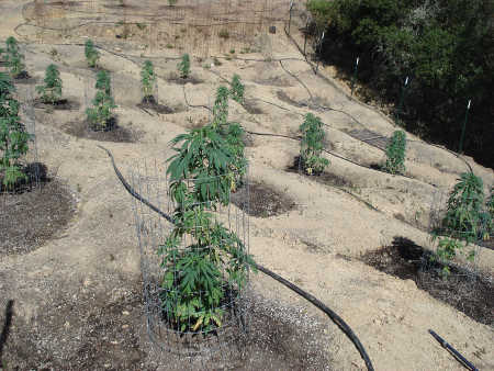 Lake County Sheriff’s Narcotics Task Force detectives seized more than 800 plants at several locations in Upper Lake, Calif., on Monday, June 23, 2014. Lake County Sheriff's Office photo. 062314ulpotplantsoutsde