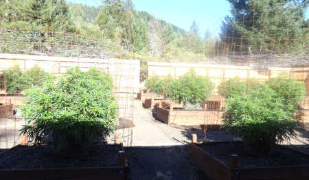 Approximately 265 marijuana plants were seized during the service of search warrants in Upper Lake, Calif., on Friday, June 27, 2014. Lake County Sheriff's Office photo. 062714jonespotplants