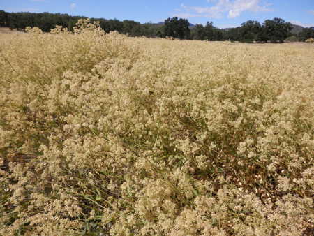 072214weedspepperweed