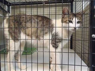 This 1-year-old female gray and white tabby is in cat room kennel No. 105, ID No. 39900. Photo courtesy of Lake County Animal Care and Control. 105tabby