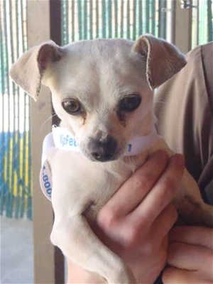 This 2-year-old male Labrador Retriever mix is in kennel No. 10, ID No. 39388. Photo courtesy of Lake County Animal Care and Control. 10chimix