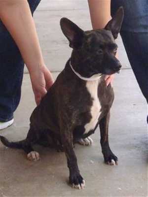 This 2-year-old female Boston Terrier mix is in kennel No. 11, ID No. 39728. Photo courtesy of Lake County Animal Care and Control. 11bostonterrier