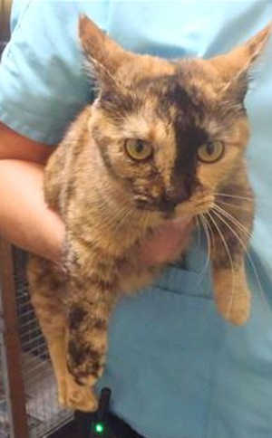 This 2-year-old female domestic short hair-munchkin mix is in cat room kennel No. 12, ID No. 40309. Photo courtesy of Lake County Animal Care and Control. 12munchkinmix