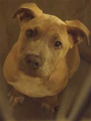 This 15-week-old female pit bull terrier mix is in kennel No. 13, ID No. 39400. Photo courtesy of Lake County Animal Care and Control. 13pitmix