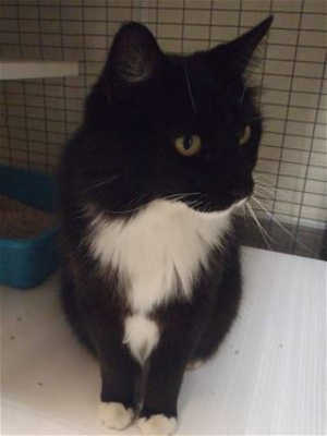 This 6-year-old male domestic long hair mix is in cat room kennel No. 13, ID No. 39516. Photo courtesy of Lake County Animal Care and Control. 13tuxedo