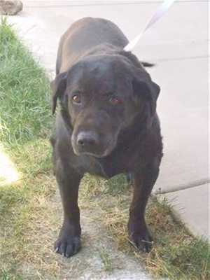 This 13-year-old female Labrador Retriever mix is in kennel No. 14, ID No. 39781. Photo courtesy of Lake County Animal Care and Control. 14blacklab