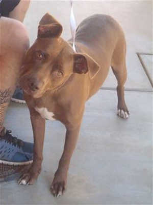“Dugan” is a 2-year-old pit bull terrier-Labrador Retriever mix in kennel No. 14, ID No. 40080. Photo courtesy of Lake County Animal Care and Control. 14dugan