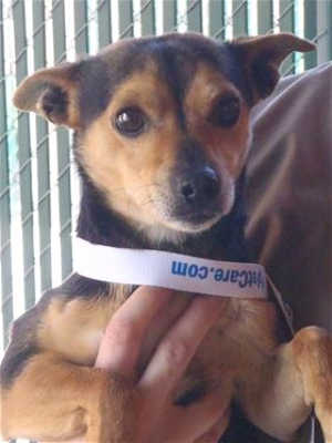 “Boots” is a 4-year-old male Chihuahua mix in kennel No. 15, ID No. 39480. Photo courtesy of Lake County Animal Care and Control. 15boots