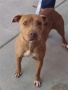This 1-year-old female pit bull terrier mix is in kennel No. 16, ID No. 39784. Photo courtesy of Lake County Animal Care and Control. 16pitbull