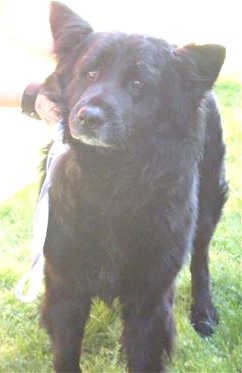 This 6-year-old male chow chow mix is in kennel No. 17, ID No. 39308. Photo courtesy of Lake County Animal Care and Control. 17chowchow