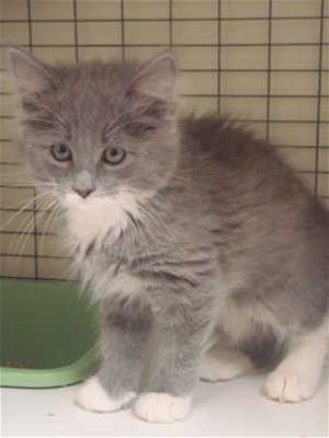 This 12-week-old male domestic long hair mix kitten is in cat room kennel No. 20b, ID No. 40118. Photo courtesy of Lake County Animal Care and Control. 20bgraykitten