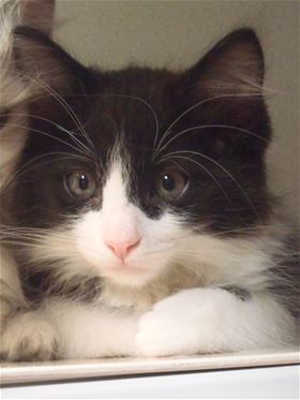 This 12-week-old male domestic long hair mix kitten is in cat room kennel No. 20c, ID No. 40119. Photo courtesy of Lake County Animal Care and Control. 20ctuxkitten