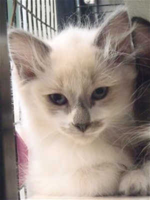 This 15-week-old male domestic long hair mix kitten is in cat room kennel No. 20d, ID No. 40120. Photo courtesy of Lake County Animal Care and Control. 20dsiamesekitten