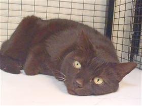 This female domestic short hair mix is in cat room kennel No. 22, ID No. 39491. Photo courtesy of Lake County Animal Care and Control. 22blackcat