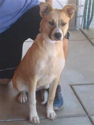 “Kody” is an 8-month-old male border collie mix in kennel No. 27, ID No. 40041. Photo courtesy of Lake County Animal Care and Control. 27kody