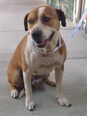 This 1-year-old male pit bull terrier mix is in kennel No. 28, ID No. 39789. Photo courtesy of Lake County Animal Care and Control. 28pitmix