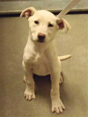 This female Labrador Retriever-shepherd mix is in kennel No. 28, ID No. 39404. Photo courtesy of Lake County Animal Care and Control. 28retriever