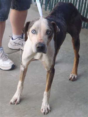 “Sam” is a 4-year-old Catahoula mix in kennel No. 30, ID No. 39494. Photo courtesy of Lake County Animal Care and Control. 30sam