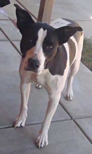 This 5-year-old male pit bull terrier mix is in kennel No. 31, ID No. 40073. Photo courtesy of Lake County Animal Care and Control. 31pitmix