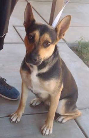 This 2-year-old female shepherd mix is in kennel No. 34, ID No. 40081. Photo courtesy of Lake County Animal Care and Control. 34shepherdmix